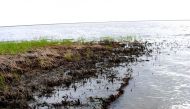 This April 7, 2011 photo shows Green shoots growing among the blackened marsh grasses killed by oil from the BP spill that seeped into Bay Jimmy in one of the hardest-hit areas of coastal Louisiana. (AFP) 