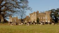 A herd of fallow deer, a type that has been living on the land for thousands of years, congregates at Knepp Castle. MUST CREDIT: Photo by Charlie Burrell
