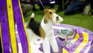 A Wire Fox Terrier 