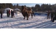 This videograb shows locals tying up a camel in Angarsk ahead of the slaughtering and burning of the animal. (Courtesy: nst.com.my)