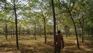 Farmer Jonathan Kituku Mung’ala takes stock of his Melia volkensii trees at his farm in Kibwezi, southern Kenya, on February 5, 2019. Thomson Reuters Foundation/Kagondu Njagi.