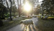 Sheep graze at the Casa de Campo park in Madrid on March 26, 2019. AFP / Oscar Del Pozo 