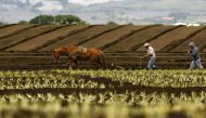 Farmers plough the land with the help of their horse on a plantation in Tierra Blanca de Cartago, east of San Jose May 15, 2012. Reuters/Juan Carlos Ulate 