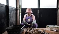 A farmer of the Sakaguchi Akoya pearl farm cleans oysters in Shima on October 12, 2018.  AFP / Martin Bureau 