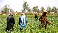 In this photograph taken on April 13, 2019, Afghan farmers harvest opium sap from a poppy field in the Gereshk district of Helmand province. AFP/Noor Mohammad 