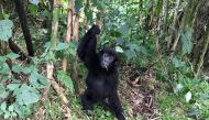 In Rwanda's Volcanoes National Park, a young gorilla hangs on a vine. Photo for The Washington Post by Mary Winston Nicklin
