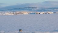 An undated handout picture obtained from the Russian Arctic National Park on March 4, 2019, shows a polar bear off the coast of the remote Russian north of Novaya Zemlya archipelago. AFP