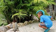 The Queen Elizabeth II Botanic Park on Grand Cayman offers visitors a chance to get a close look at the island's native blue iguana. Photo for The Washington Post by Nevin Martell