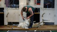 A worker shears a sheep at a ranch in Goose Green, Falkland Islands (Malvinas) on October 10, 2019.  AFP / Pablo Porciuncula Brune 