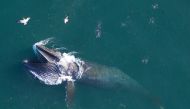 A blue whale with a removable tag surface off the coast of California, US in this undated handout photograph. Goldbogen Laboratory, Stanford University and Duke University Marine Robotics and Remote Sensing under NOAA/NMFS permits/Handout via Reuters