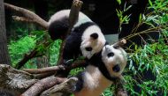 Twin giant panda cubs 