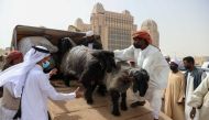 Sheep and goats arrive at Katara for the 10th Halal Festival.