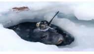 This video grab shows a Weddell seal fitted with high-tech head-mounted measuring devices to survey waters under the thick ice sheet, near Japan's Showa Station in Antarctica, April 2017. National Institute of Polar Research/Handout via REUTERS 