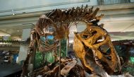 A Tyrannosaurus skeleton is seen during a media preview for the reopening of the Smithsonian’s Natural History Museum dinosaur and fossil hall in Washington, U.S., June 4, 2019. REUTERS/Kevin Lamarque/File Photo