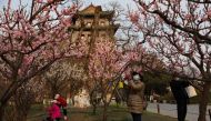 A woman uses her phone under blooming plum blossoms, following the coronavirus disease (COVID-19) outbreak, near Ming Dynasty City Wall Relics Park in Beijing, China, March 28, 2022. Reuters/Tingshu Wang