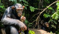 Kisangani, a chimpanzee which arrived in 2017 from Kisangani, eats at the Lwiru Primates Rehabilitation Centre, in South Kivu, Democratic Republic of Congo, April 7, 2022. Picture taken April 7, 2022. REUTERS/Djaffar Al Katanty