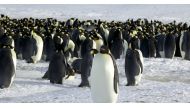 Emperor penguins are seen in Dumont d'Urville, Antarctica April 10, 2012. REUTERS/Martin Passingham