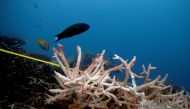 A bleaching coral is seen in the place where abandoned fishing nets covered it in a reef at the protected area of Ko Losin, Thailand June 20, 2021. REUTERS/Jorge Silva/File Photo