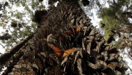 Hundreds of Monarch butterflies line a tree in the Pedro Herrada butterfly sanctuary, on a mountain in the Mexican state of Michoacan, February 1, 2011. REUTERS/Felipe Courzo/File Photo