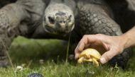 Thomas Morel of the Tropiquarium holds an albino baby Galapagos tortoise next to a female adult tortoise and another baby tortoise in Servion, Switzerland, June 3, 2022. Reuters/Denis Balibouse