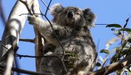 A mother koala named Kali and her joey are seen in their natural habitat in an area affected by bushfires, in the Greater Blue Mountains World Heritage Area, near Jenolan, Australia, September 14, 2020. REUTERS/Loren Elliott/File Photo

