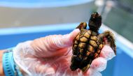 A Loggerhead turtle is held at the Turtle Hospital, the first licensed veterinarian sea turtle hospital in the world, in Marathon, Florida, U.S., July 29, 2022. Reuters/Maria Alejandra Cardona