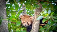 File photo of a red panda in Australian Zoo. Source: Facebook 