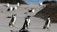 Group of African penguins walk across Seaforth Beach, near Cape Town, South Africa, November 3, 2020. Reuters/Sumaya Hisham/File Photo