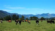 File Photo: Cattle feed in a field in Golden Bay, South Island, New Zealand, March 29, 2016. (REUTERS/Henning Gloystein)