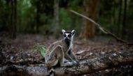 File photo: A ring-tailed lemur sits on a fallen tree branch at the Berenty Reserve in Toliara province, Madagascar, February 11, 2022. Reuters/Alkis Konstantinidis/File Photo