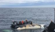 A crew from Fisheries and Oceans Canada and partner agencies collect the tissue of a dead North Atlantic Right Whale in the Gulf of St. Lawrence in an undated photo. (Fisheries and Oceans Canada via REUTERS)