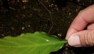 A woman uses a leaf to look for mosquito larvae in Big Pine Key, near Marathon, Florida, US, on May 4, 2021.  File Photo / Reuters