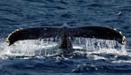 A humpback whale breaches the surface off the southern Japanese island of Okinawa February 13, 2007. (REUTERS/Issei Kato)