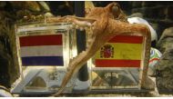 Two year-old octopus Paul, the so-called “Octopus Oracle” predicts Spain’s 2010 FIFA World Cup final victory over Netherlands by choosing a mussel, from a glass box decorated with the Spanish national flag instead of a glass box with the Dutch flag, in the western German city of Oberhausen, in this July 9, 2010 file photo. Reuters