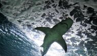 File Photo: A grey reef shark (Carcharhinus amblyrhynchos) swims inside a tank during a presentation of the European Shark Week in the Madrid's Zoo Aquarium, October 14, 2011. (REUTERS/Andrea Comas)