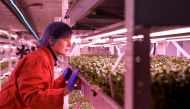 Zero Carbon Farm's business development director Olivia O'Brien inspects herbs and micro-greens that grow at a disused World War Two bunker using hydroponic technology and LED lighting, powered by renewable energy, in London, Britain November 24, 2022. REUTERS/Maja Smiejkowska