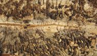 This handout photograph released by Luonnonvarakeskus-Natural Resources Institute Finland on November 11, 2022, shows a gallery made by beetles, one of many on a tree which restrict the water and nutrient flow of the tree causing the death of the tree, above The Arctic Circle, in Finnish Lapland, near Vikajarvi on July 21, 2020, where during the last 20 years Scandinavian Arctic Forests have been the target of an increasing amount of wood bugs, due to longer summers. Photo by IpsGallery_MarkusMelin / NATURAL RESCOURCES INSTITUTE FINLAND/LUONNONVARAKESKUS / AFP