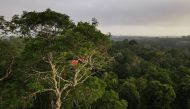 Macaws sit on a tree at the Amazon rainforest in Manaus, Amazonas State, Brazil October 26, 2022. REUTERS/Bruno Kelly/File Photo

