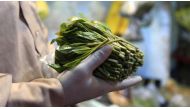 A bundle of khat, or qat, a mildly narcotic shrub, at a market in the Yemeni capital Sanaa on May 1, 2020. Mohammed HUWAIS / AFP
