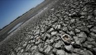 The skeleton of a fish is seen in the Navarro lagoon, which dried up due to the climate phenomenon La Nina, in Navarro, in Buenos Aires province, Argentina December 5, 2022. Reuters/Agustin Marcarian/File Photo