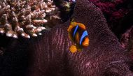  Fish swim above a coral reef in the Red Sea near the city of Jeddah, Saudi Arabia, on December 17, 2019.  File Photo / Reuters