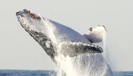 A humpback whale breaches off South Africa's Kwa-Zulu Natal South Coast, July 9, 2004. (REUTERS/Mike Hutchings)