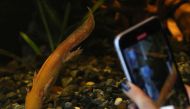 A visitor records an axolotl (Ambystoma mexicanum) as it swims in an aquarium at the new Axolotl Museum and Amphibians Conservation Centre, which is to promote the protection and study of this endangered species, at Chapultepec Zoo in Mexico City, Mexico, January 25, 2023. (REUTERS/Henry Romero)