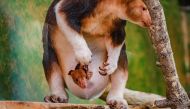 A handout picture released by Chester Zoo on January 26, 2023 shows a joey emerging from the pouch of its mother, a Goodfellow's tree kangaroo named Kitawa. (Photo by Handout / CHESTER ZOO / AFP) 