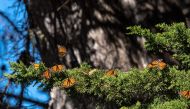 Monarch butterflies are seen as they overwinter in a protected area inside Natural Bridges State Beach in Santa Cruz, California on January 26, 2023. (Photo by Amy Osborne / AFP)