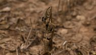 A soy plant affected by drought and high temperatures is seen in a field in Baradero, Buenos Aires province, Argentina, on March 30, 2023.  (Photo by Luis Robayo / AFP)