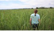 German scientist Meline Brendel stands amid reed in a rewetted mire area in Neukalen near Malchin, northeastern Germany, on June 15, 2023. (Photo by Paul Nolp / AFP) /