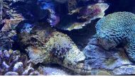 A closer look at the Stonefish (Stnanceia verrucosa) at Hamad Port Visitors Centre.  PIC: Joelyn Baluyut/The Peninsula