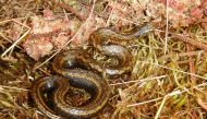 This handout picture released by Edgar Lehr Press shows a Tachymenoides harrisonfordi snake at the Otishi National Park in Peru on May 22, 2022. Photo by Edgar LEHR / Edgar Lehr Press / AFP