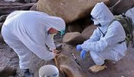 Picture released by the Rio Negro Province Environment Secretariat via Telam showing members of the National Food Health and Quality Service (Senasa) taking samples from a dead sea lion in the Atlantic coast near Viedma, Rio Negro Province, Argentina, on August 29, 2023. (Photo by TELAM / AFP)